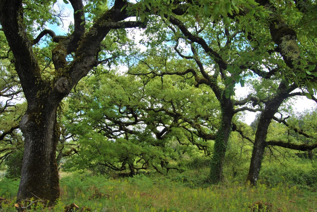 Carvalhos